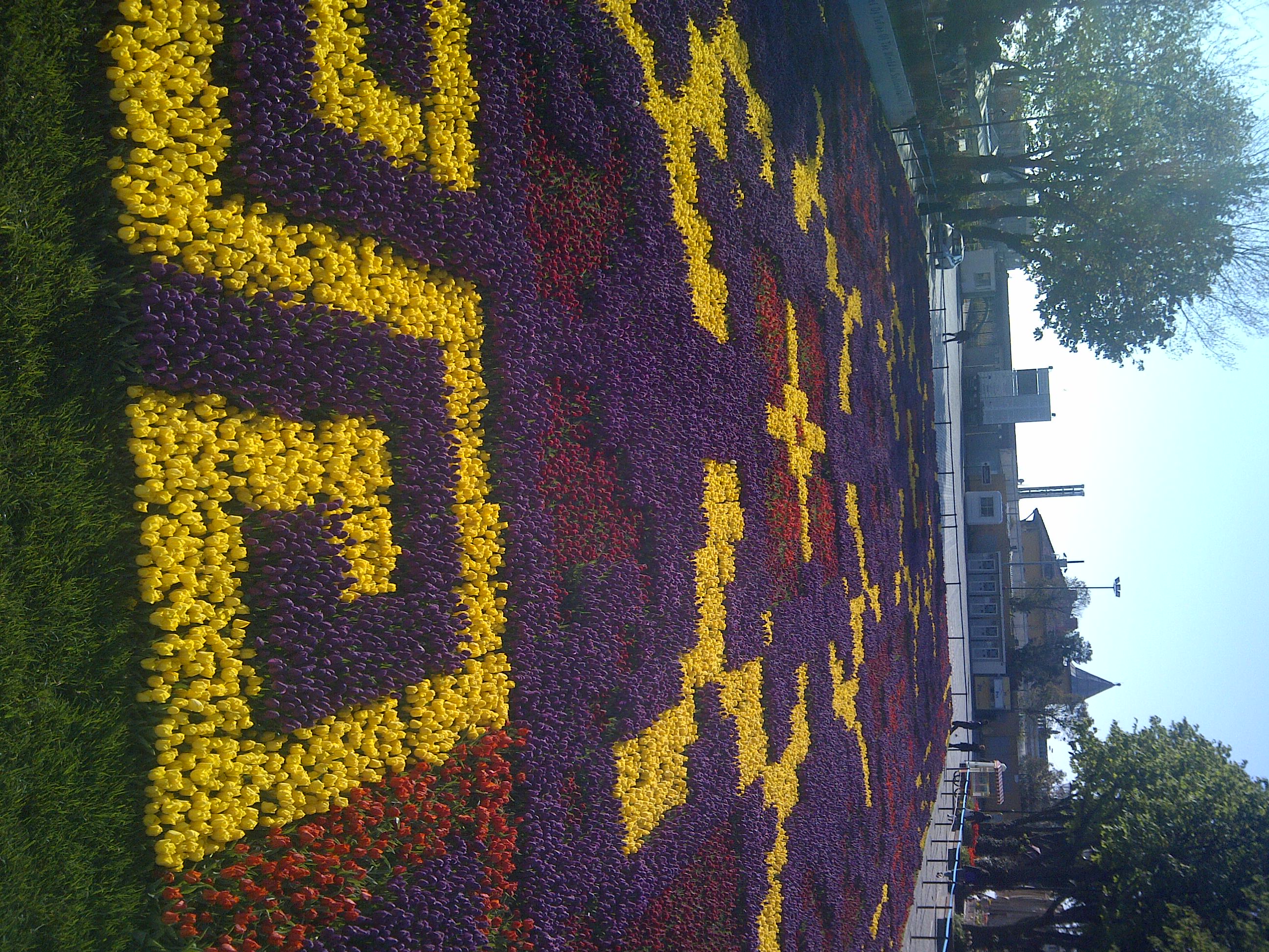 Tulipány na Sultanahmete
