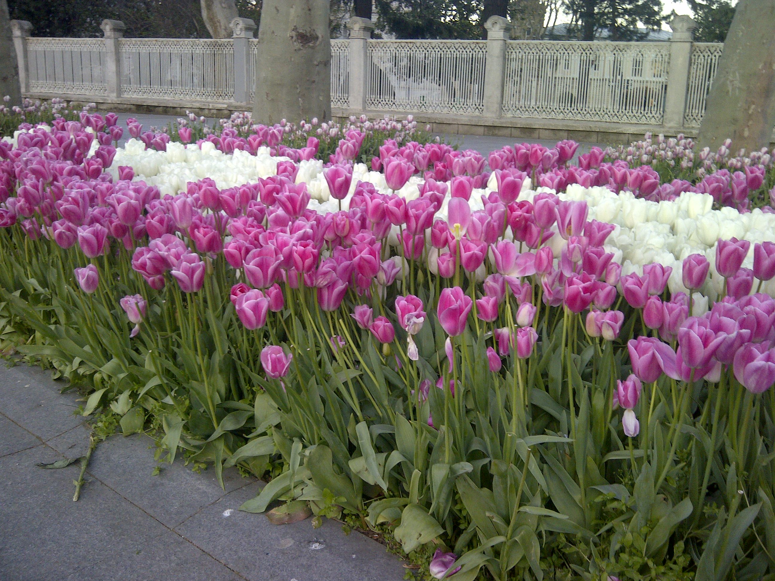 Tulipánový festival v Istanbule